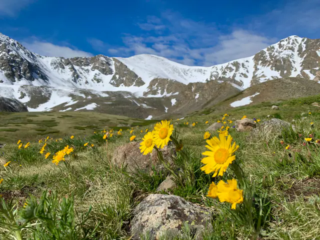 Yellow alpine wildflowers bloom below a snow-striped mountain cirque