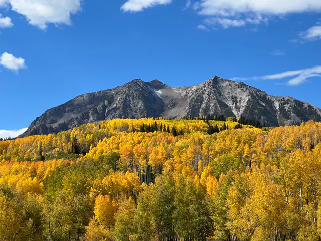 Golden aspens spread across the base of a dark mountain ridge