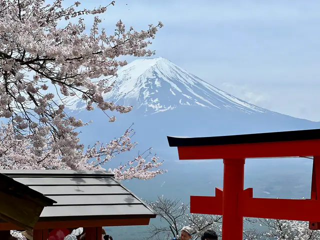 Mount Fuji appears beyond cherry blossoms and a red shrine gate