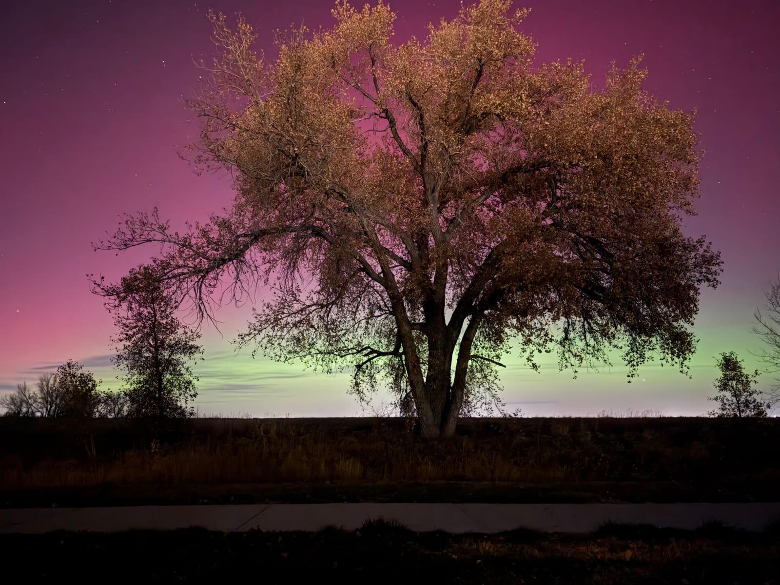 A large tree silhouetted against pink and green northern lights