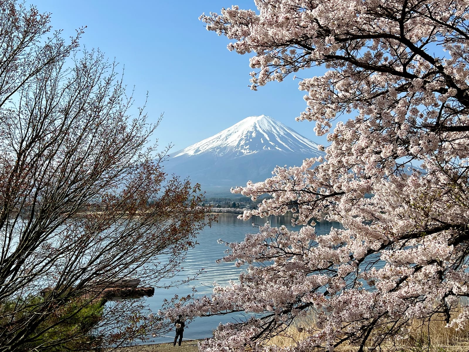 Mount Fuji framed by cherry blossoms across a calm lake